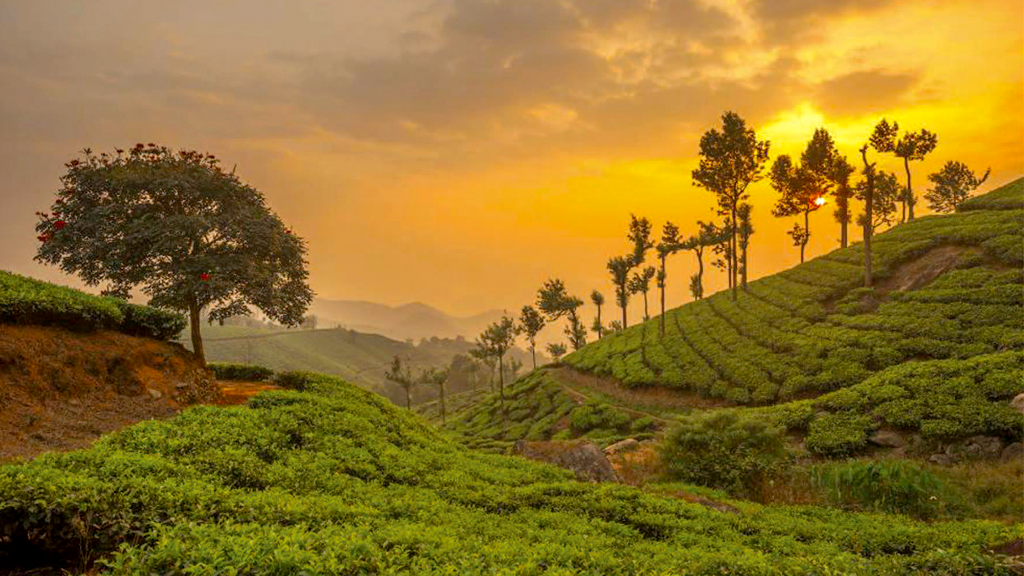 Munnar Tea Plantations